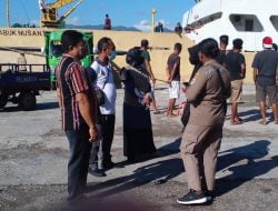 Dua Ekor Sapi Diduga Terindikasi PMK, Hingga  Batal Turun Di Pelabuhan Alor
