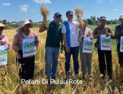 Inspirasi dari Kegigihan Petani Rote Hadapi Tantangan Alam Demi Ketahanan Pangan